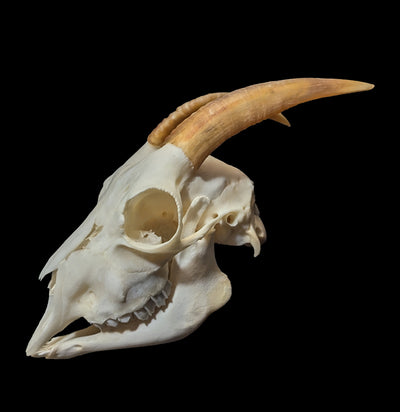 Domestic Goat Skull Specimen B-Skulls-Smilodon Resources LLC-PaxtonGate