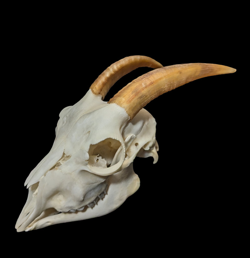 Domestic Goat Skull Specimen B-Skulls-Smilodon Resources LLC-PaxtonGate