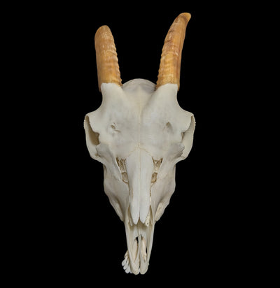 Domestic Goat Skull Specimen B-Skulls-Smilodon Resources LLC-PaxtonGate