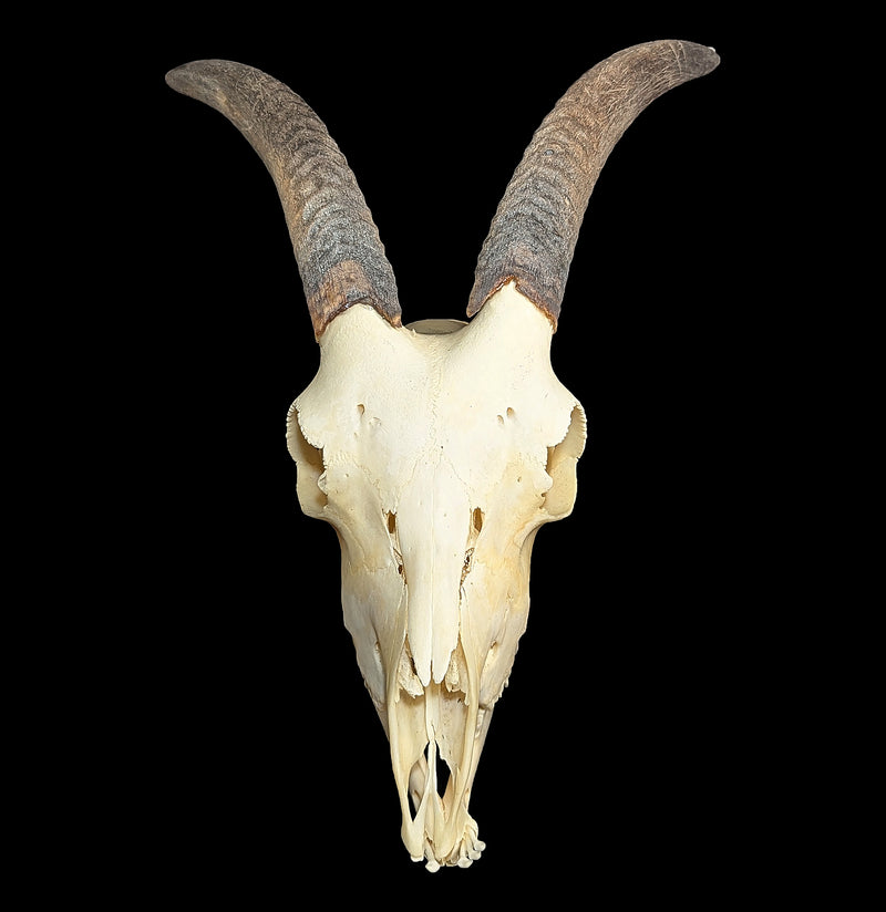 Domestic Goat Skull with Lower Jaw-Skulls & Bones-Educational Biofacts INC.-PaxtonGate