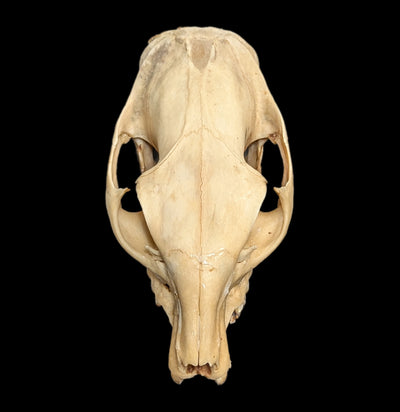 Hyrax Skull-Skulls-Porcupine Unlimited-PaxtonGate