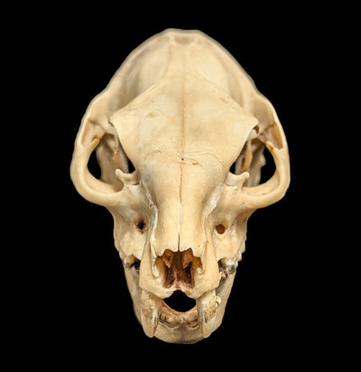 Hyrax Skull-Skulls-Porcupine Unlimited-PaxtonGate