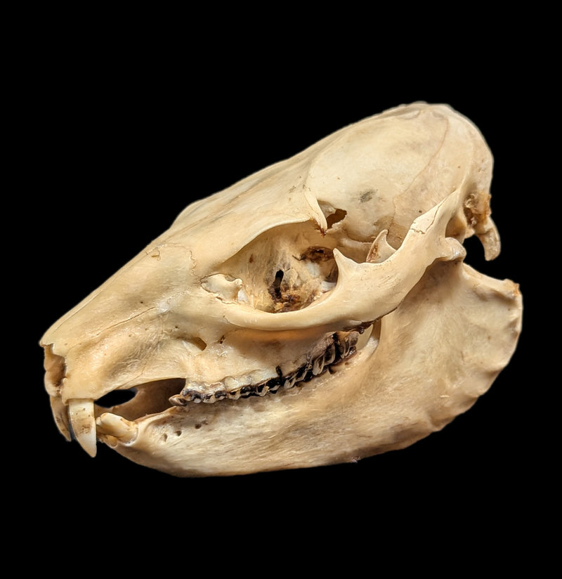 Hyrax Skull-Skulls-Porcupine Unlimited-PaxtonGate