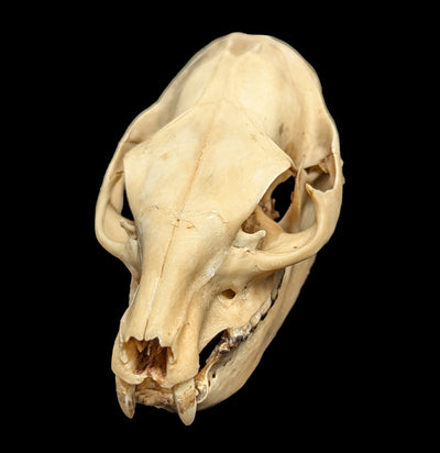 Hyrax Skull-Skulls-Porcupine Unlimited-PaxtonGate