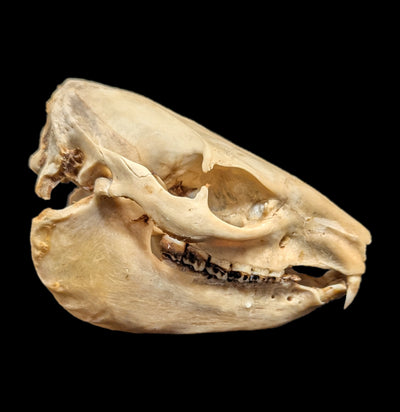 Hyrax Skull-Skulls-Porcupine Unlimited-PaxtonGate