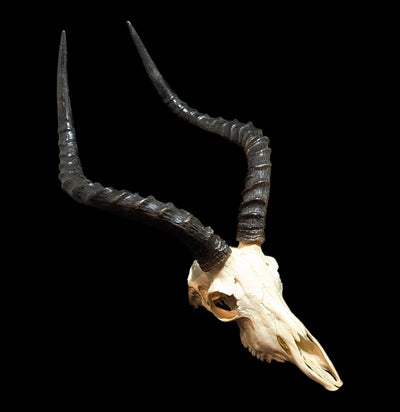 Male Impala Skull-Skulls-African Crafts Market-PaxtonGate