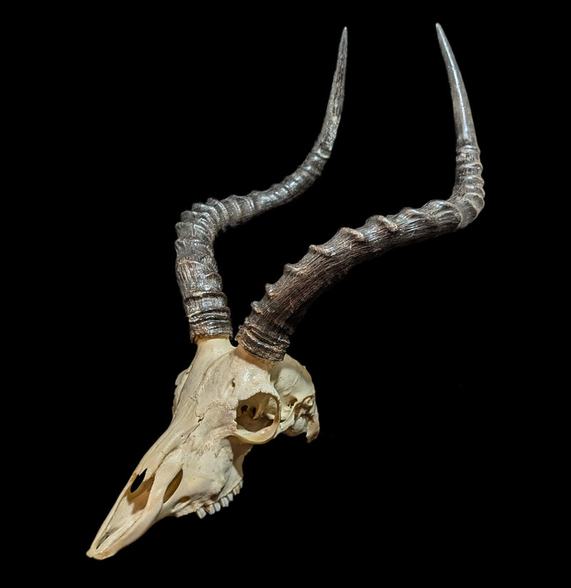 Male Impala Skull-Skulls-African Crafts Market-PaxtonGate