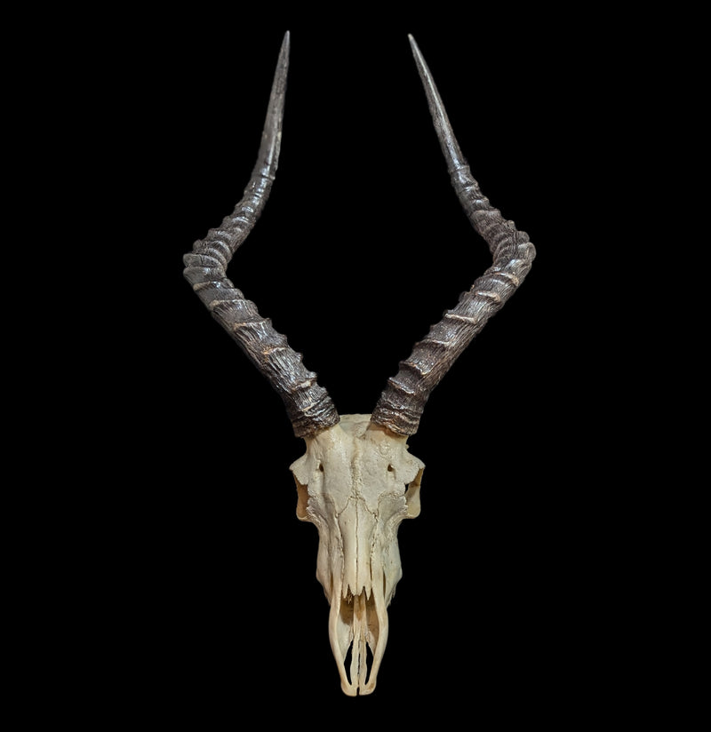 Male Impala Skull-Skulls-African Crafts Market-PaxtonGate