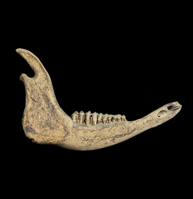 Field Collected Large Mammal Jaw-Bones-Private Seller-PaxtonGate