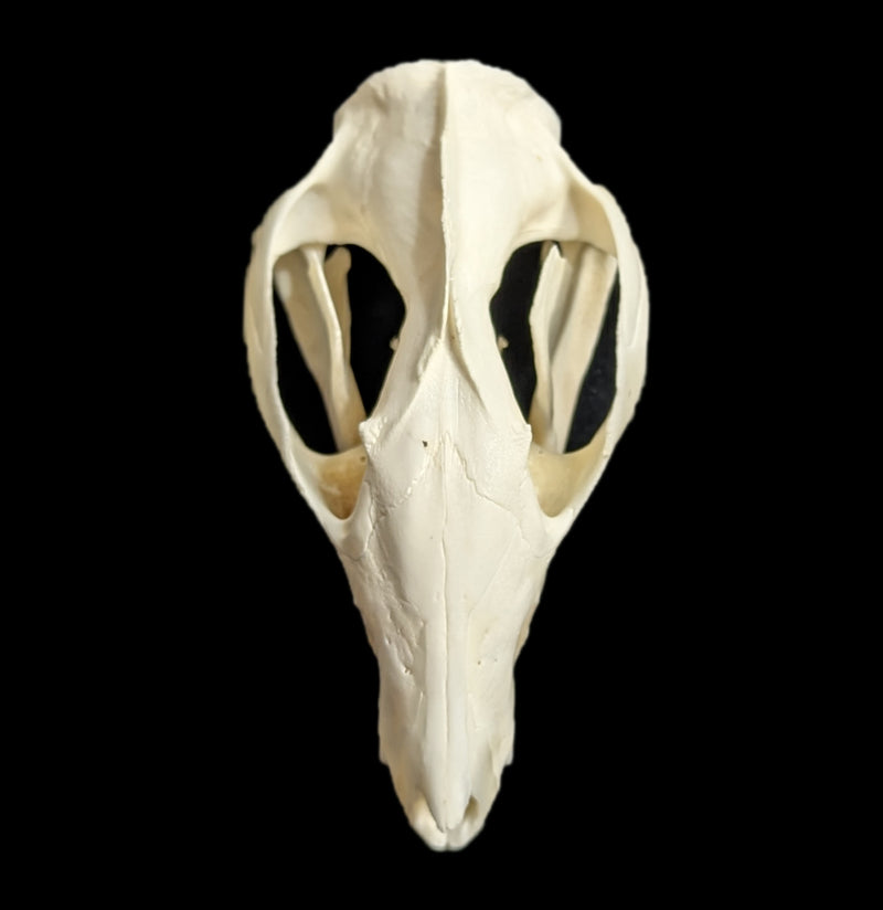 Opossum Skull-Skulls-White Fox Fur & Feather-PaxtonGate