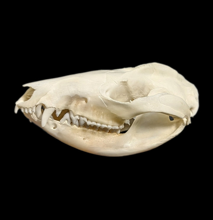 Opossum orders Skull