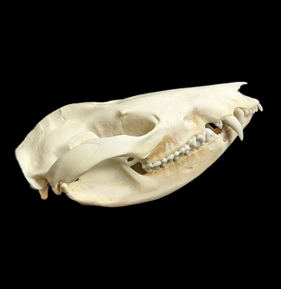 Opossum Skull-Skulls-White Fox Fur & Feather-PaxtonGate