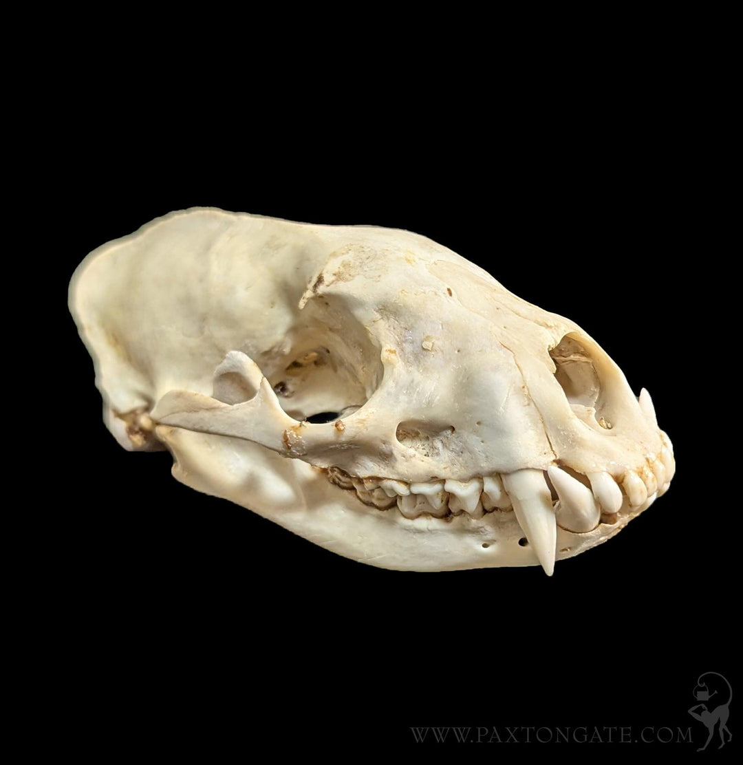 Asian Palm Civet Skull For Sale | Paxton Gate