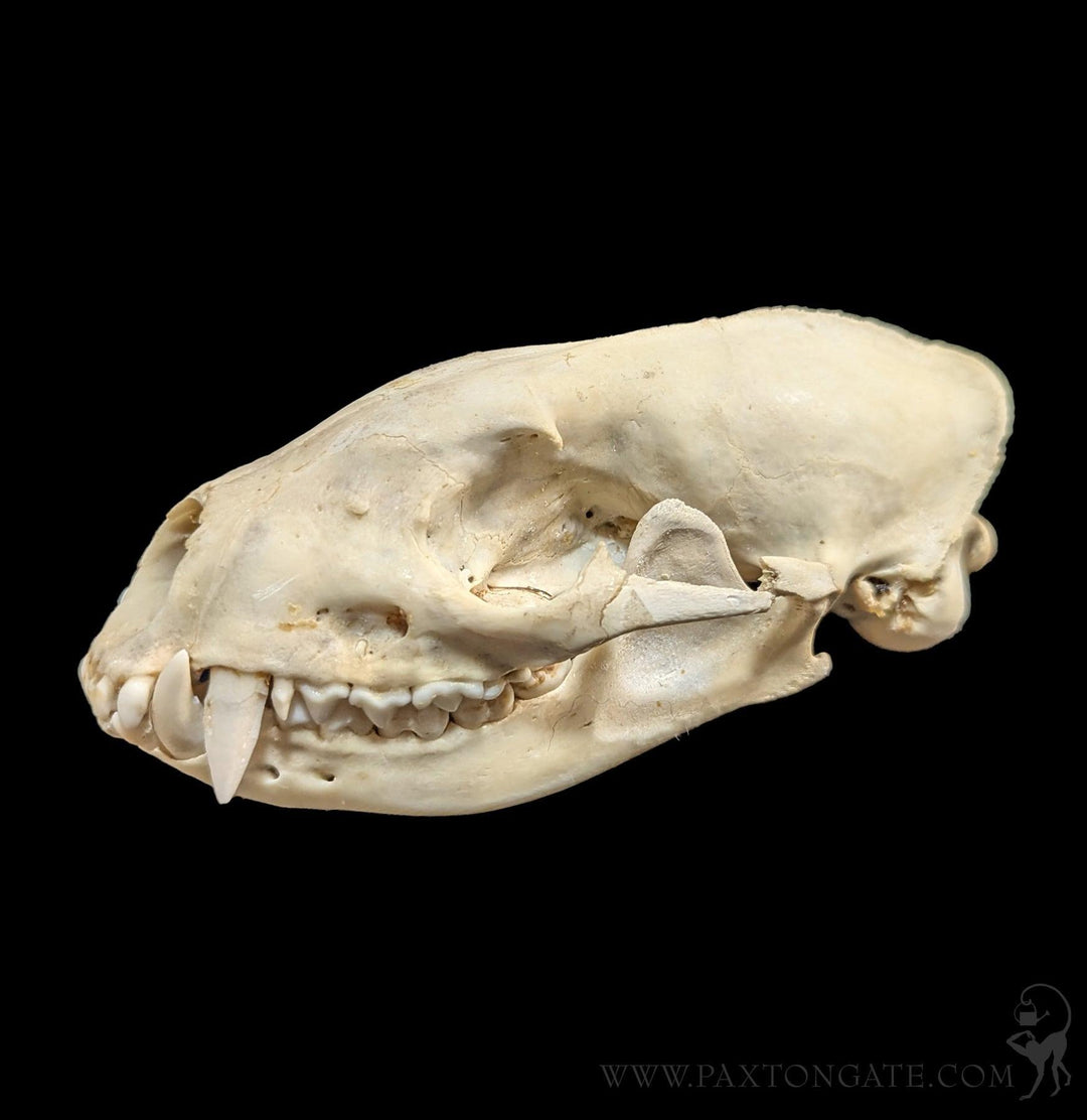 Asian Palm Civet Skull For Sale | Paxton Gate