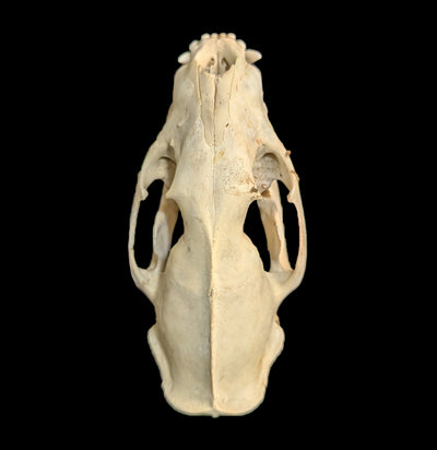 Asian Palm Civet Skull-Skulls-Porcupine Unlimited-PaxtonGate