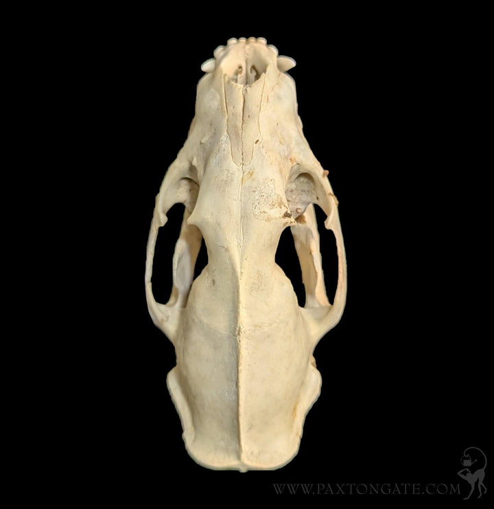 Asian Palm Civet Skull For Sale | Paxton Gate
