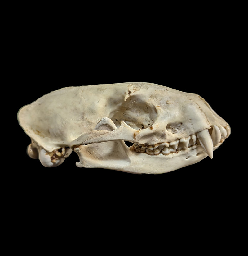 Asian Palm Civet Skull-Skulls-Porcupine Unlimited-PaxtonGate