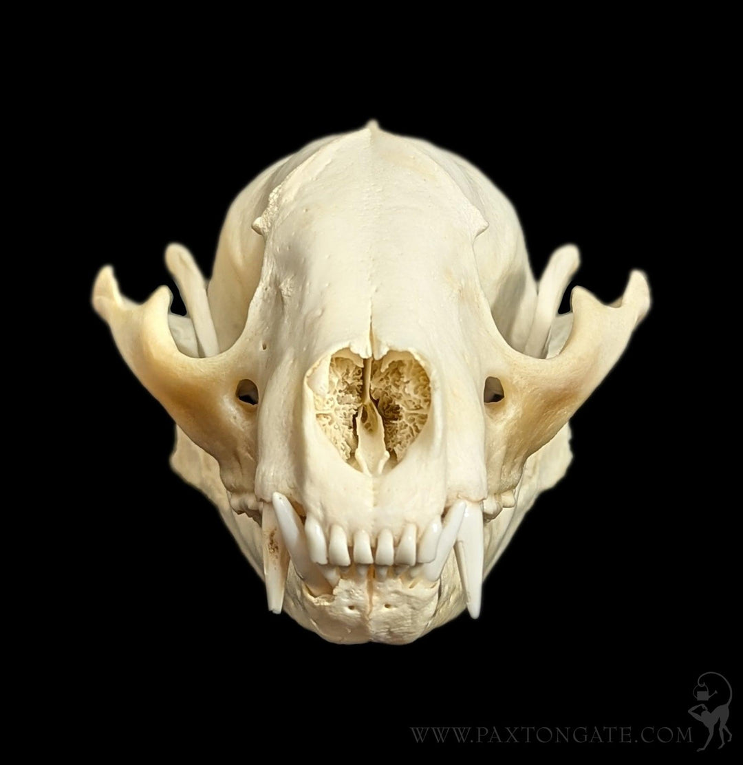Raccoon Skull For Sale | Paxton Gate