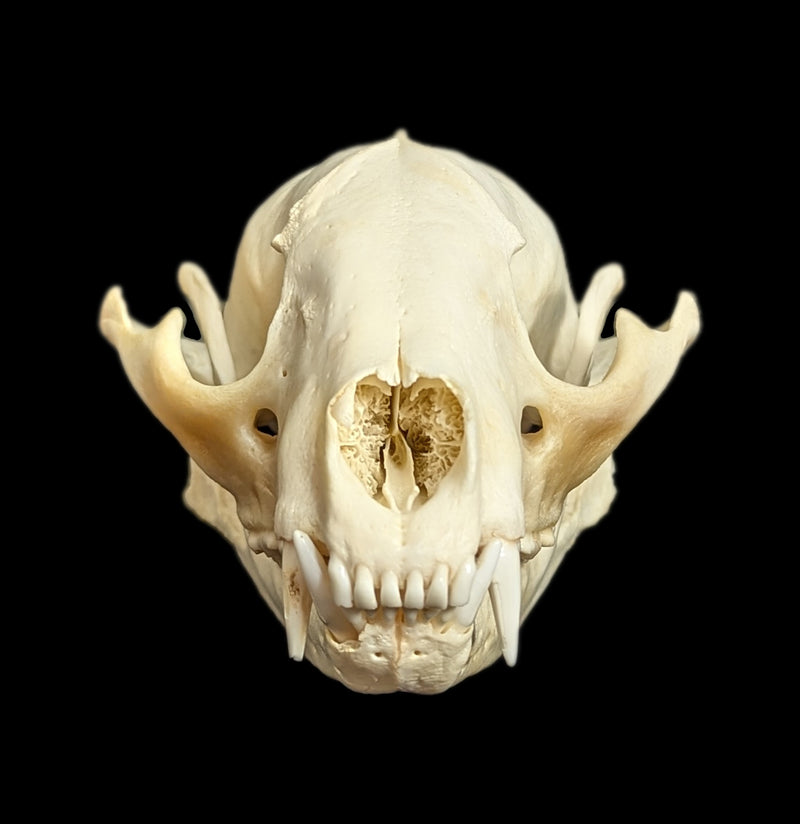 Raccoon Skull-Skulls-White Fox Fur & Feather-PaxtonGate