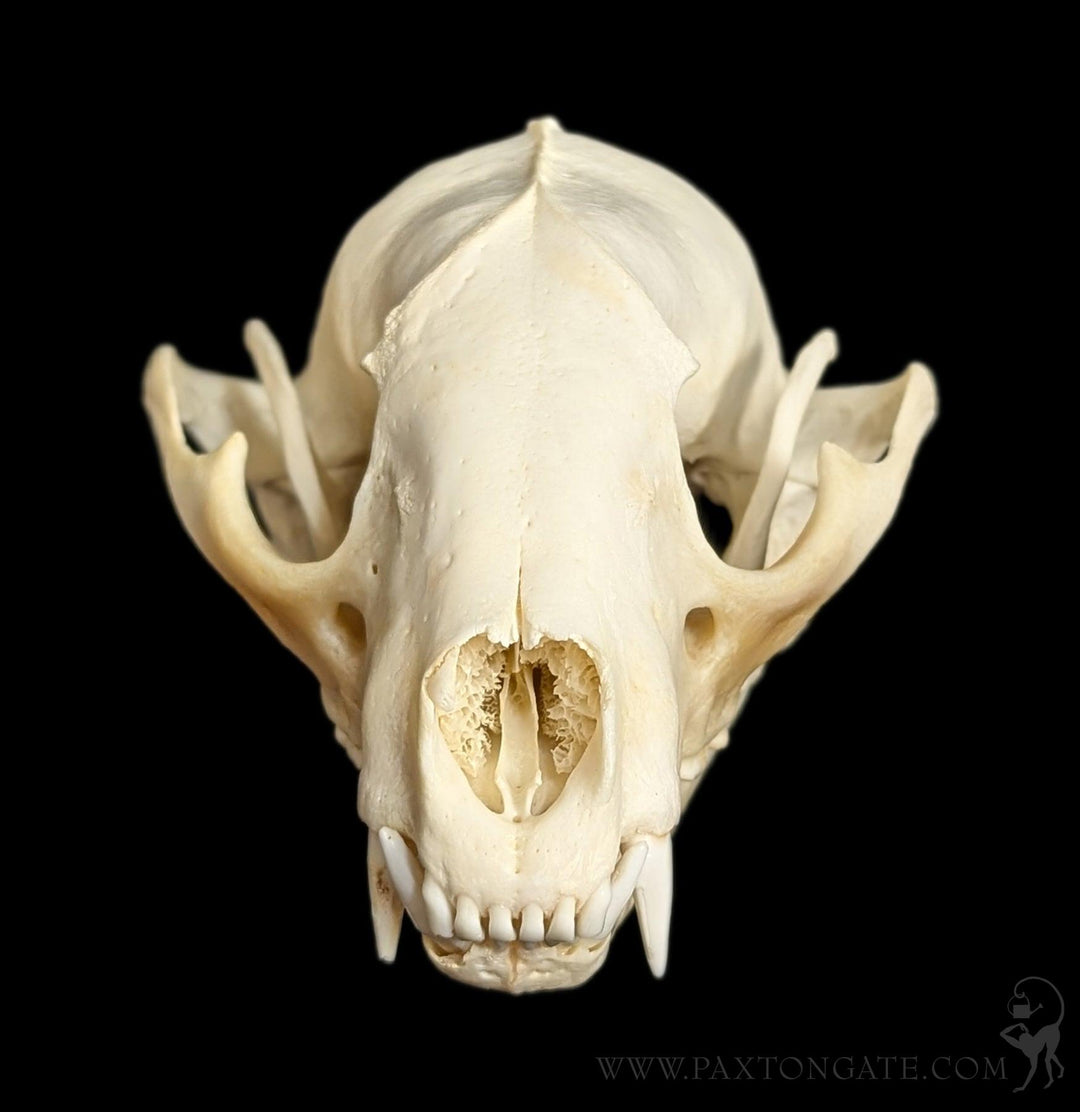 Raccoon Skull For Sale | Paxton Gate