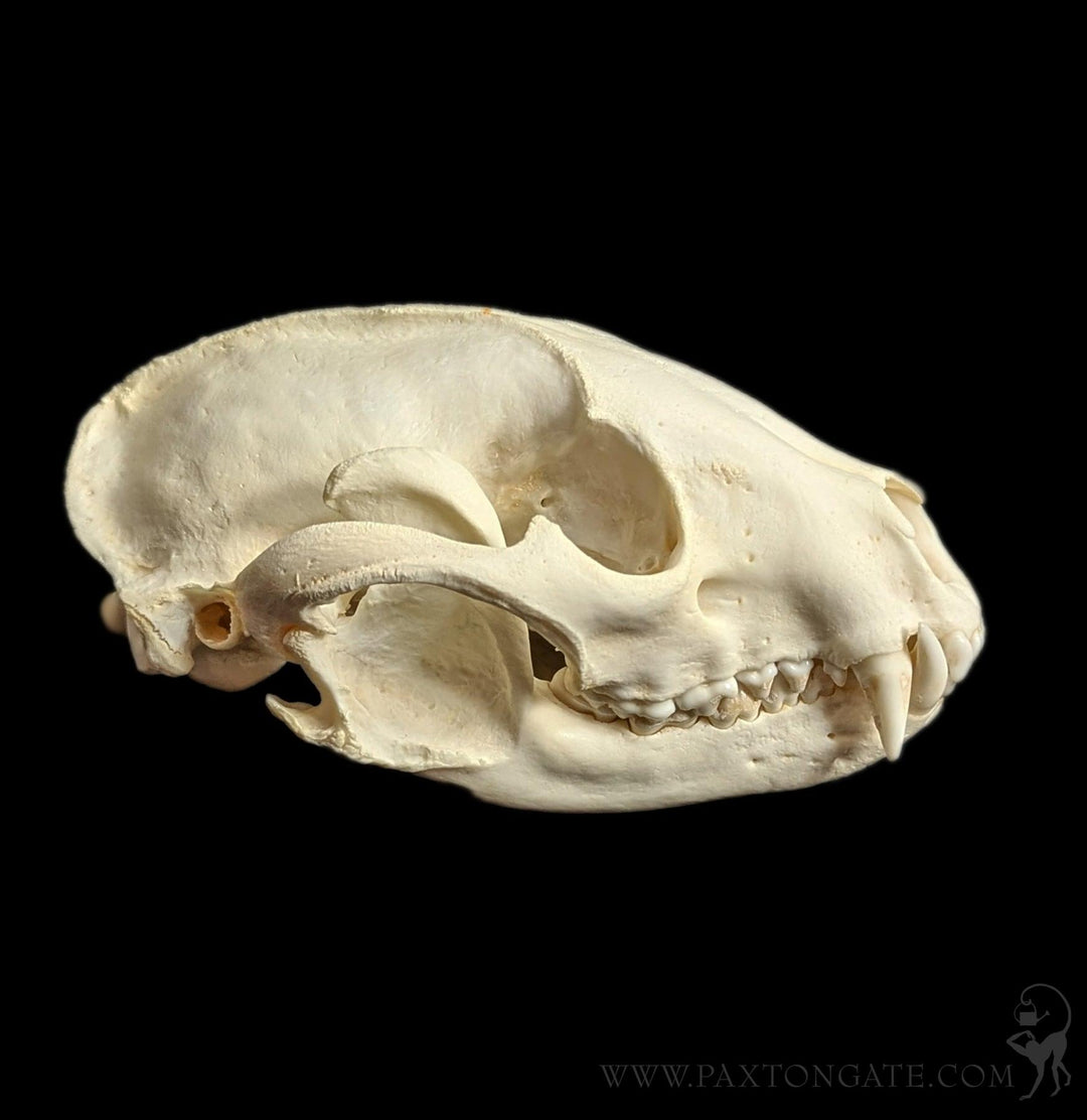 Raccoon Skull For Sale | Paxton Gate