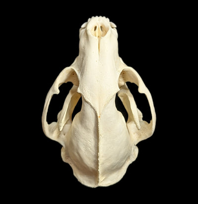 Raccoon Skull-Skulls-White Fox Fur & Feather-PaxtonGate