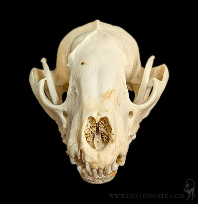 Raccoon Crafting Skull-Skulls & Bones-SkullDuggery-PaxtonGate