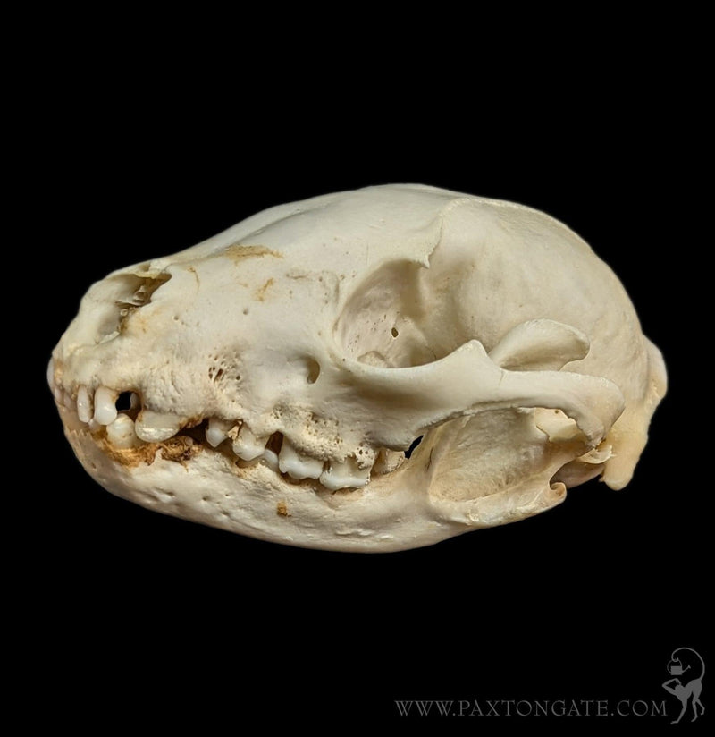 Raccoon Crafting Skull-Skulls & Bones-SkullDuggery-PaxtonGate