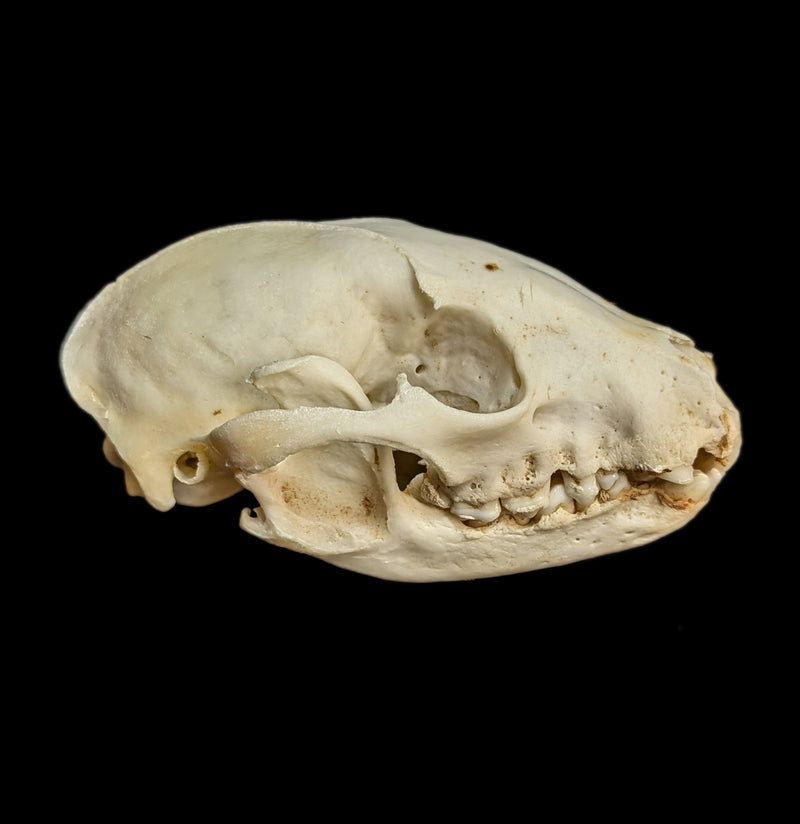 Raccoon Crafting Skull with Lower Jaw-Skulls-White Fox Fur & Feather-PaxtonGate