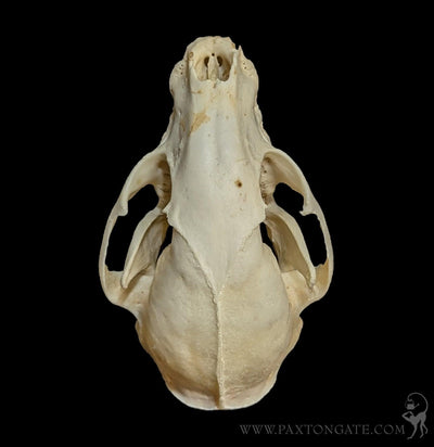 Raccoon Crafting Skull-Skulls & Bones-SkullDuggery-PaxtonGate