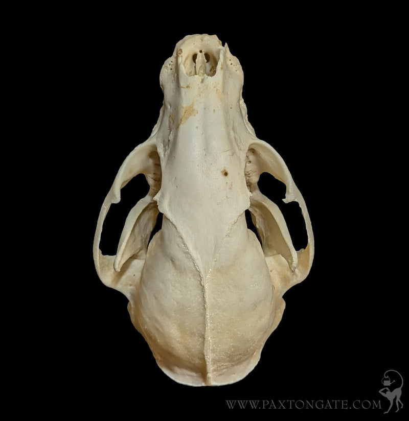 Raccoon Crafting Skull-Skulls & Bones-SkullDuggery-PaxtonGate