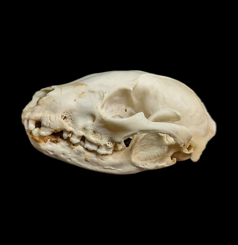 Raccoon Crafting Skull with Lower Jaw-Skulls-White Fox Fur & Feather-PaxtonGate