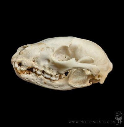 Raccoon Crafting Skull-Skulls & Bones-SkullDuggery-PaxtonGate