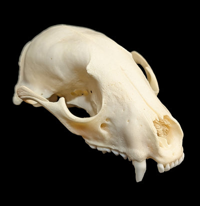 Raccoon Skull Top-Skulls & Bones-Educational Biofacts INC.-PaxtonGate