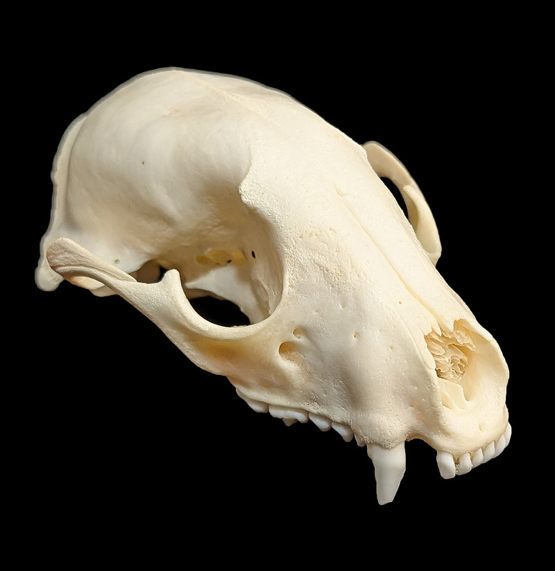 Raccoon Skull Top-Skulls & Bones-Educational Biofacts INC.-PaxtonGate