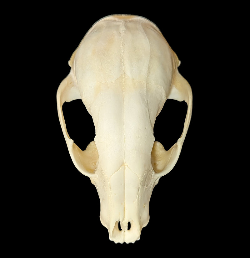 Raccoon Skull Top-Skulls & Bones-Educational Biofacts INC.-PaxtonGate