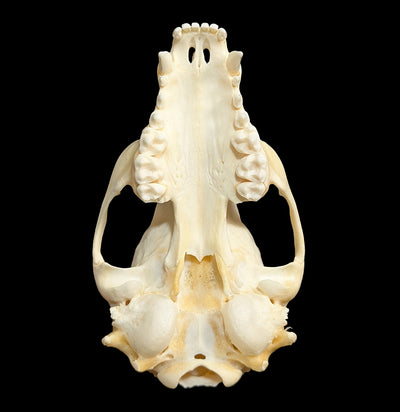 Raccoon Skull Top-Skulls & Bones-Educational Biofacts INC.-PaxtonGate