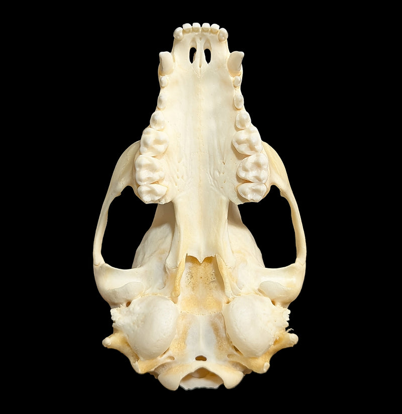 Raccoon Skull Top-Skulls & Bones-Educational Biofacts INC.-PaxtonGate