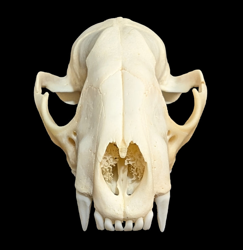 Raccoon Skull Top-Skulls & Bones-Educational Biofacts INC.-PaxtonGate