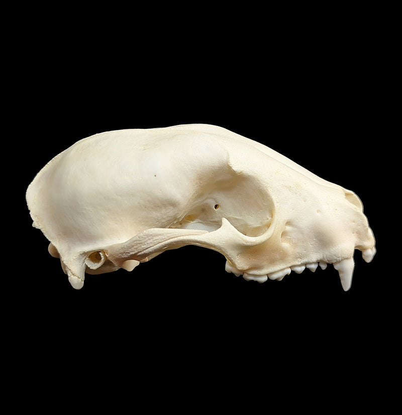 Raccoon Skull Top-Skulls & Bones-Educational Biofacts INC.-PaxtonGate