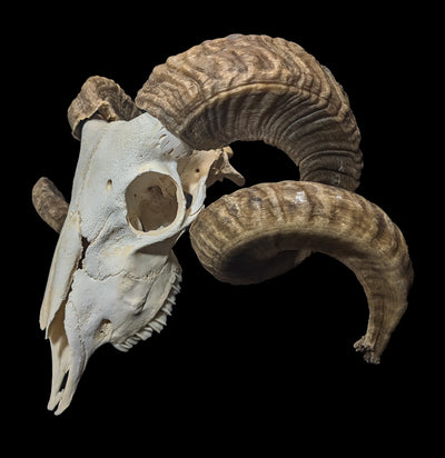 Domestic Ram Skull-Skulls-Smilodon Resources LLC-PaxtonGate