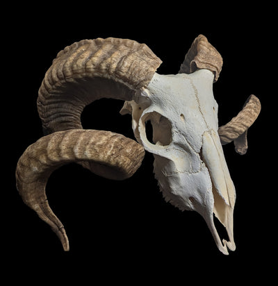 Domestic Ram Skull-Skulls-Smilodon Resources LLC-PaxtonGate