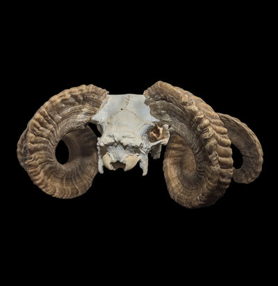 Domestic Ram Skull-Skulls-Smilodon Resources LLC-PaxtonGate