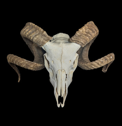 Domestic Ram Skull-Skulls-Smilodon Resources LLC-PaxtonGate