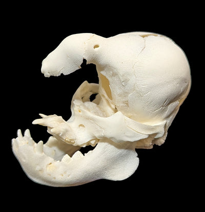 Unicorn Pig Skull-Skulls & Bones-Oddhub-PaxtonGate