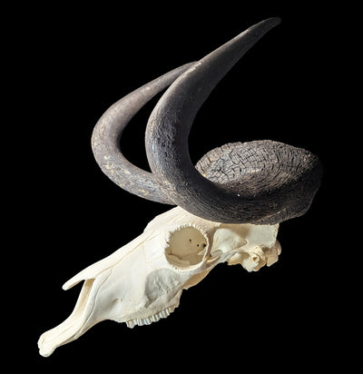 Black Wildebeest Skull-Skulls & Bones-Educational Biofacts INC.-PaxtonGate