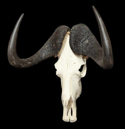 Black Wildebeest Skull-Skulls & Bones-Educational Biofacts INC.-PaxtonGate