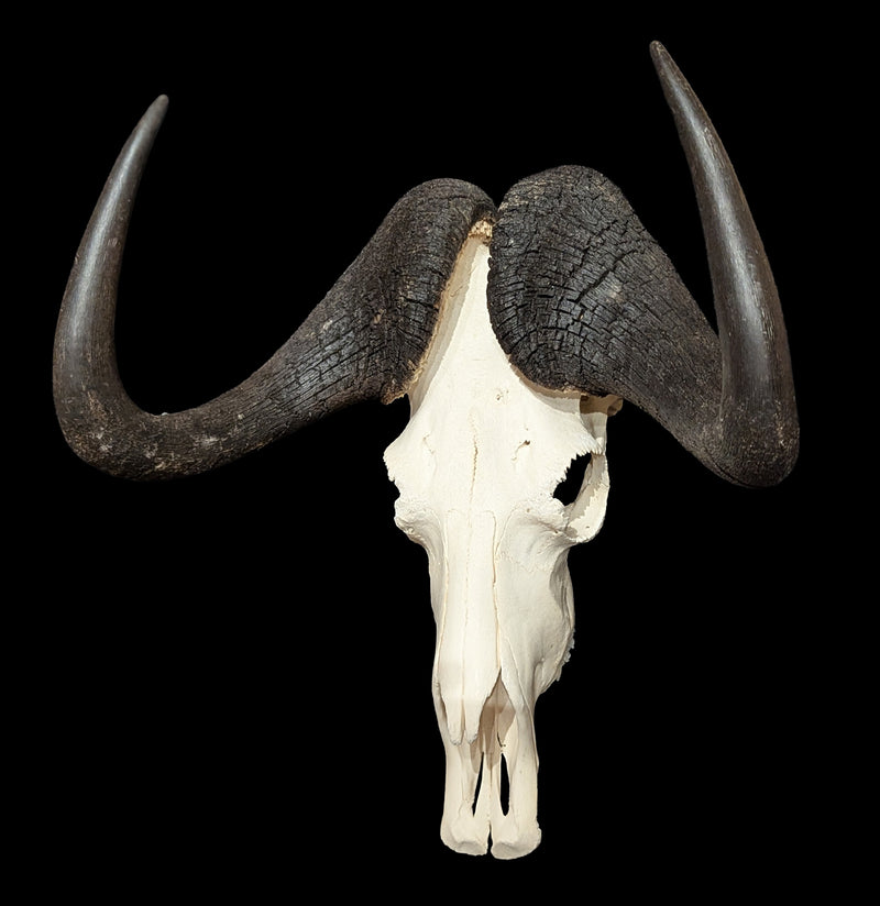 Black Wildebeest Skull-Skulls & Bones-Educational Biofacts INC.-PaxtonGate