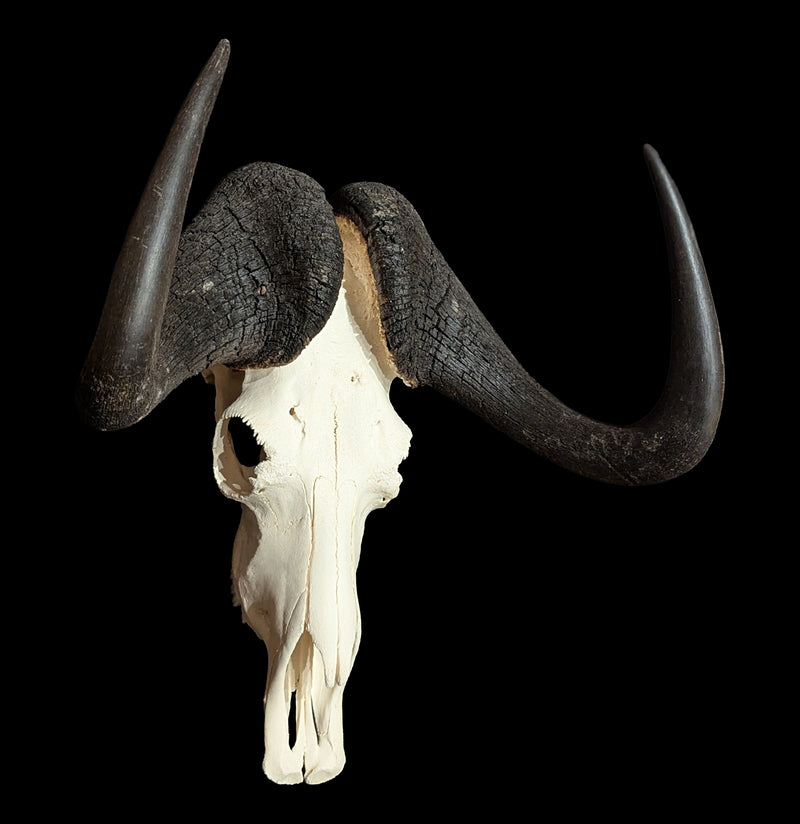 Black Wildebeest Skull-Skulls & Bones-Educational Biofacts INC.-PaxtonGate