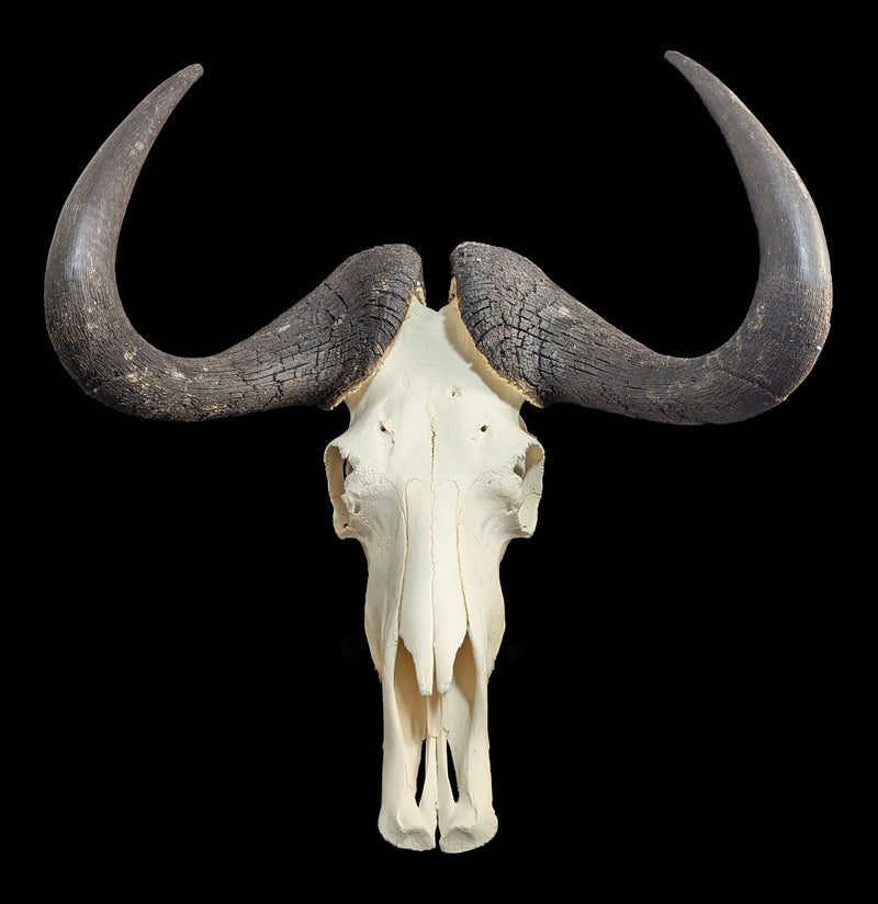 Black Wildebeest Skull-Skulls & Bones-Educational Biofacts INC.-PaxtonGate